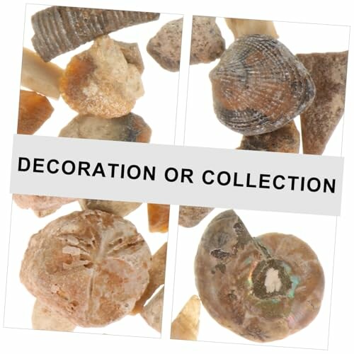 Fossilsamling mot vit bakgrund