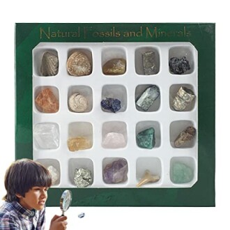 En samling av naturliga fossiler och mineraler i en låda.